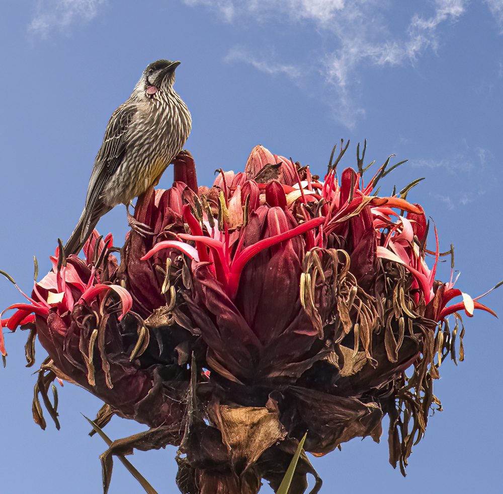 Red wattlebird on Gymea Lily
