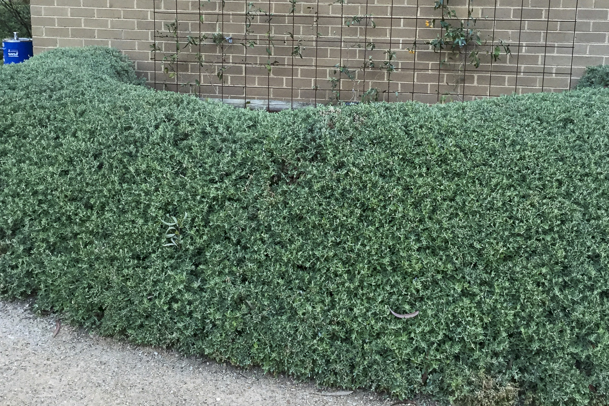 Hedge of saltbush