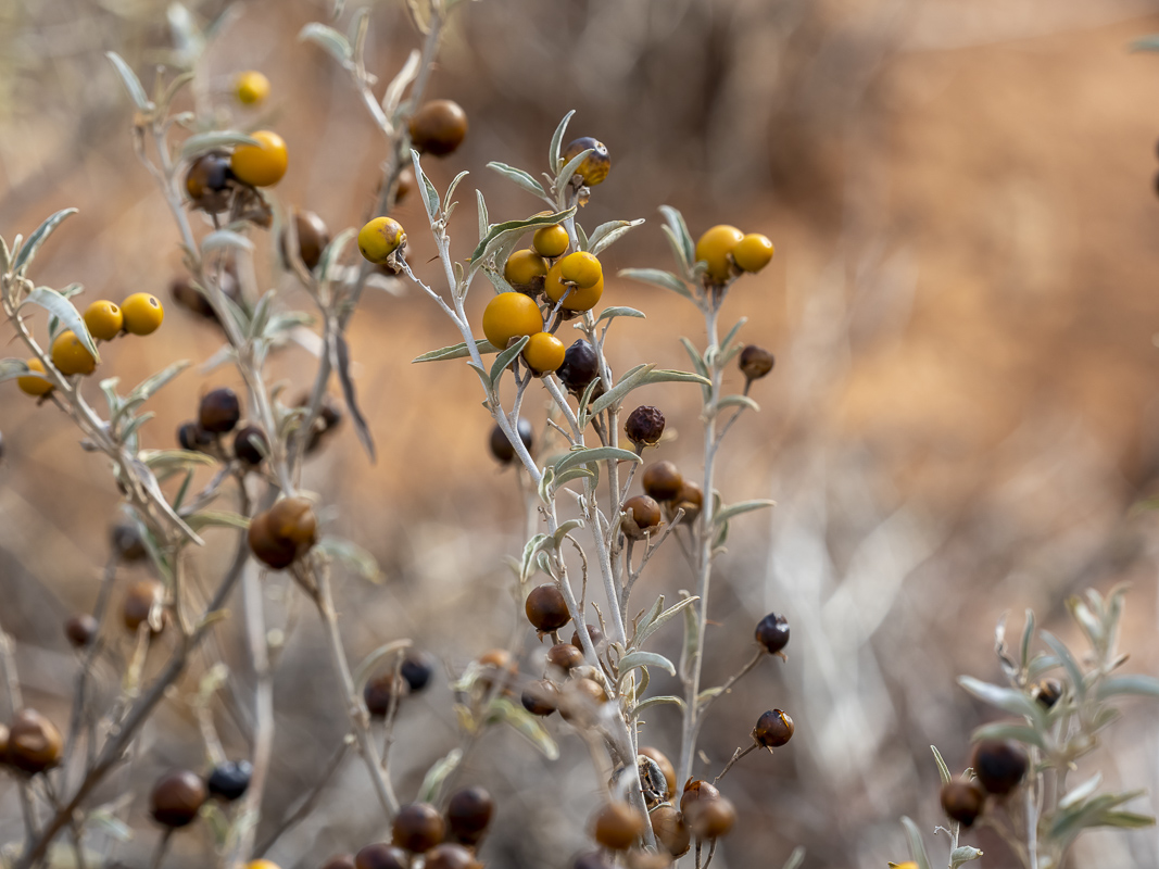 ephemeral arid plant of NSW