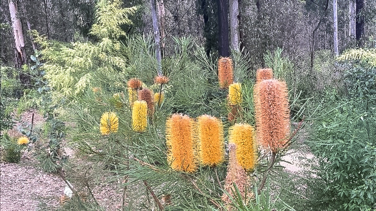 stunning NSW south coast gardens