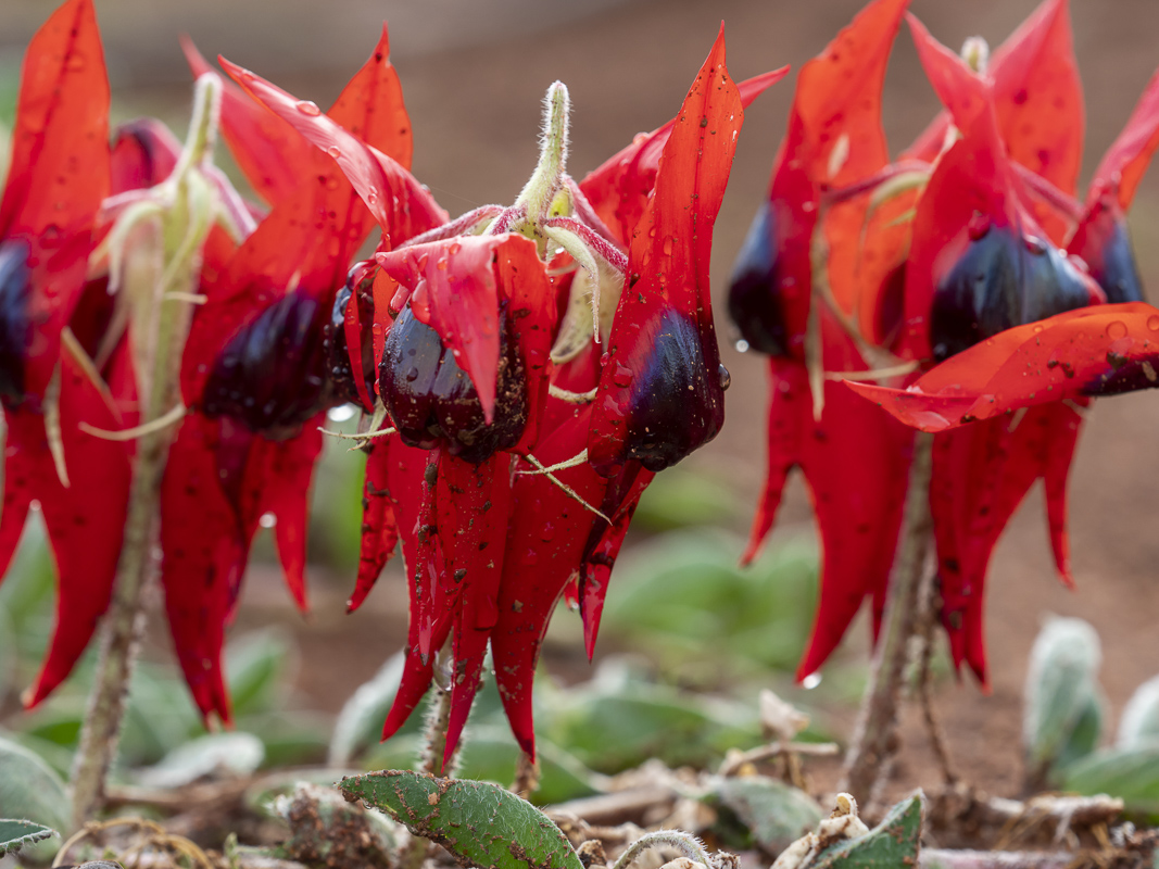 ephemeral arid plant of NSW