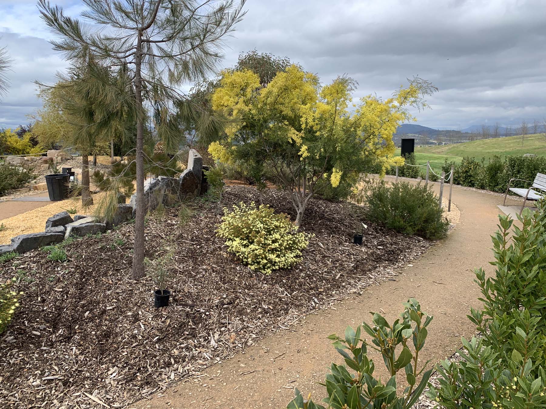 Update on 'Terra Australis' garden at National Arboretum