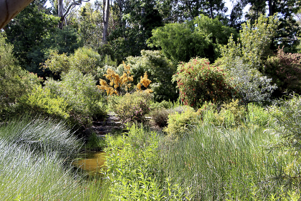 A pond surrounded by native vegetation