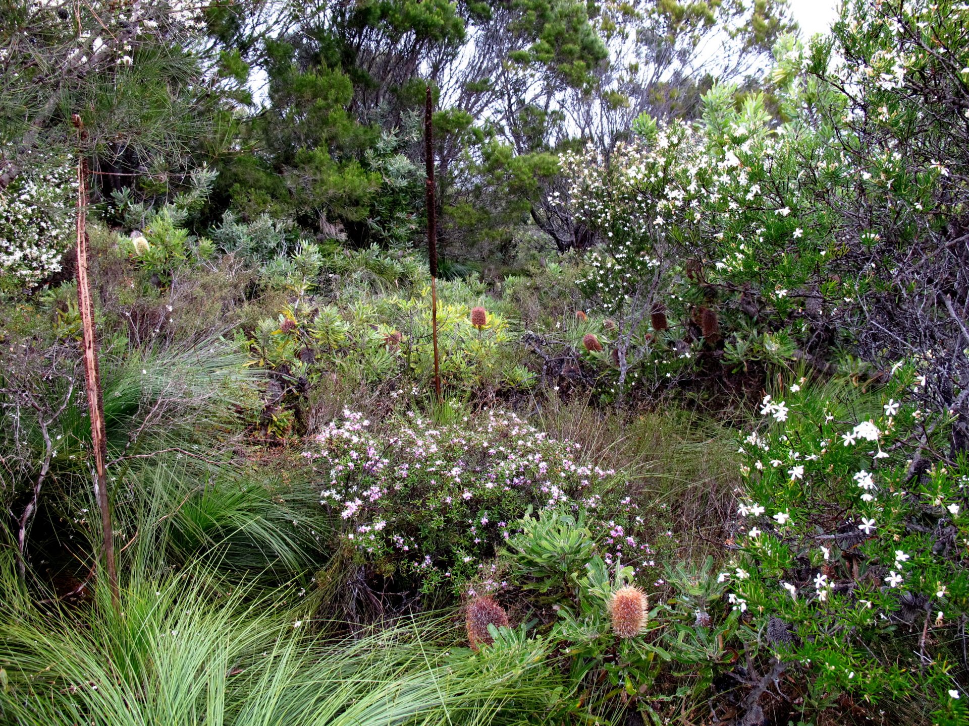 grey foliaged plants over grow where rain is scarce