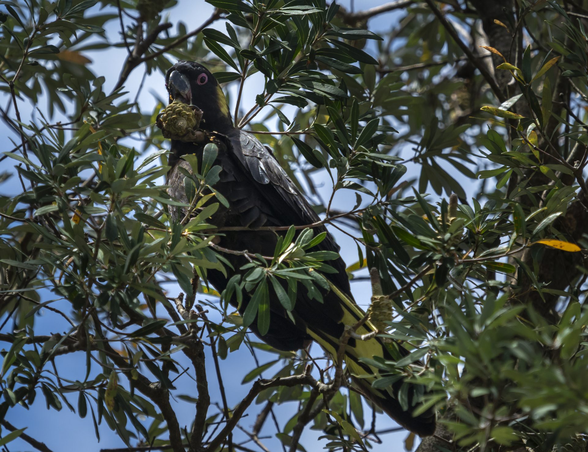 Black cockatoo in Banksia tree