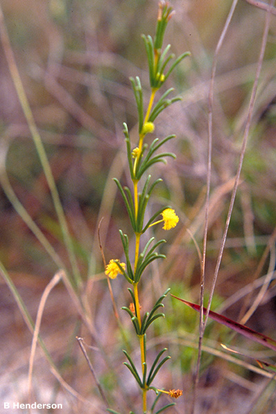 Plant profile image