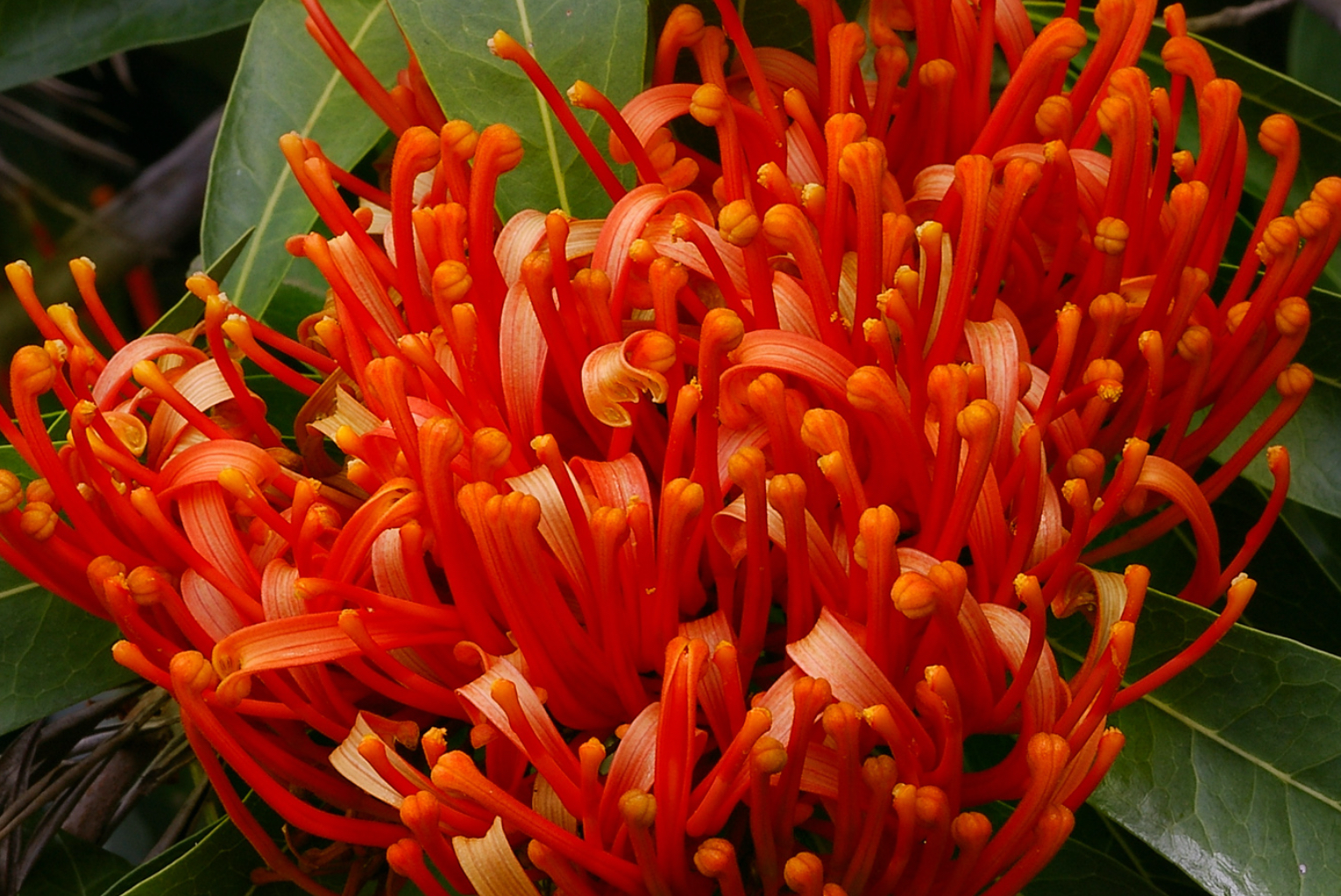 Articles on Australian Plants image