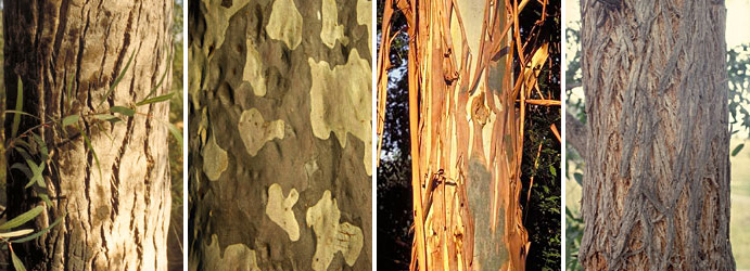 Eucalypt bark types