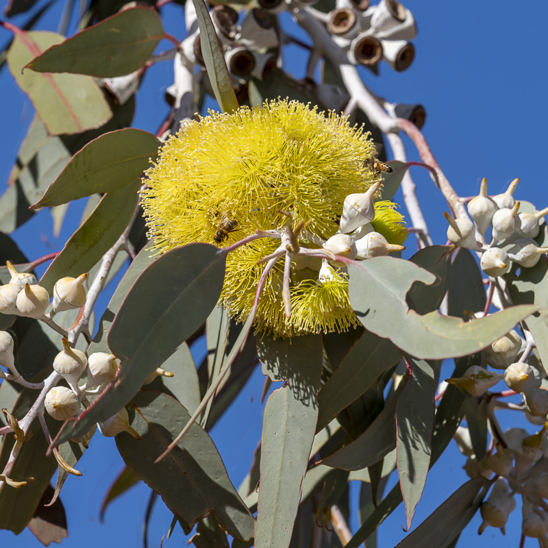 Yellow flowered gum for Mediterranean climate