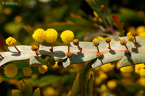 Plant profile image