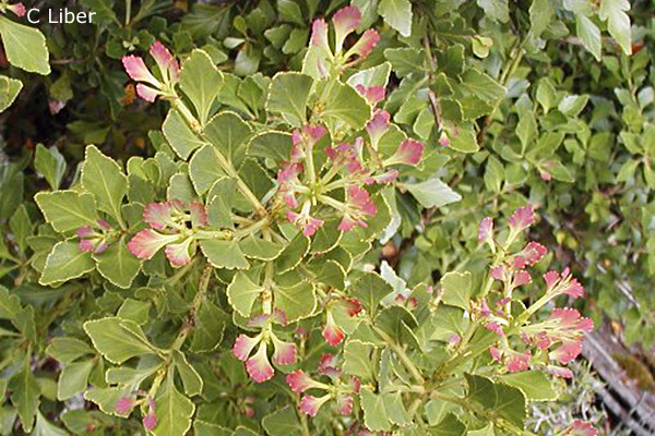 Plant profile image