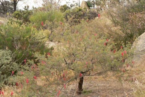 Small section of grevillea garden with <i>Grevillea georgiana</i><br /><br />