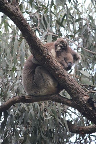 17 - Sleepy Koala