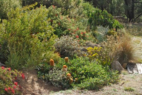Terrace garden with <i>Grevillea</i> ‘Pick of the Crop’ and prostrate <i>Banksia media</i> in the foreground<br /><br />