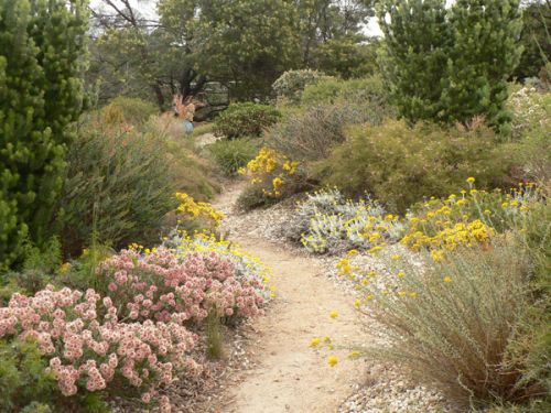 Path towards the west through Verticordia Garden with <i>V. ovalifolia</i> in left foreground, <i>Chrysocephalum apiculatum</i> (Yorke Peninsula) right foreground and golden <i>V. nobilis</i><br /><br />