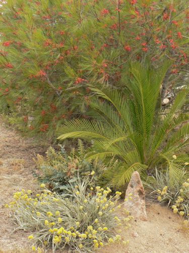 <i>Grevillea johnsonii</i> behind <i>Macrozamia moorei</i>, with <i>Conostylis candicans</i> in the foreground<br /><br />