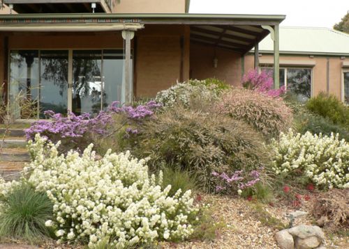 Cottage garden east of door on southern side of house with, from left, white-flowered Grevillea anethifolia and pink/purple Thryptomene stenophylla