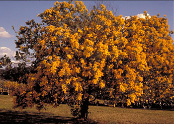 <i>Acacia podalyriifolia</i><br /><br />