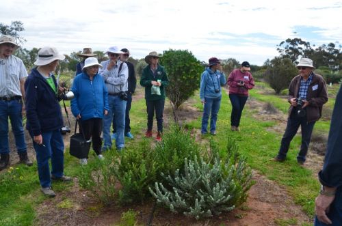 Group admires <i>Eremophila glabra</i> seedlings at Ken's Patch, Owen<br /><br />