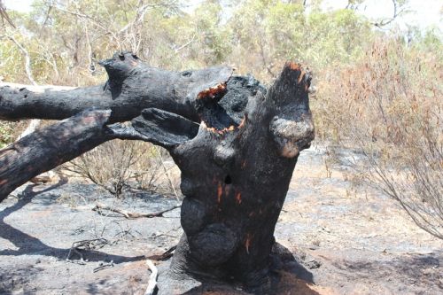 Dead tree, immediately after fire<br /><br />