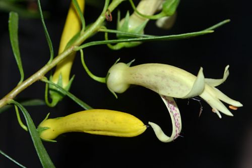 <i>Eremophila maculata</i> 'Aurea'</br></br>