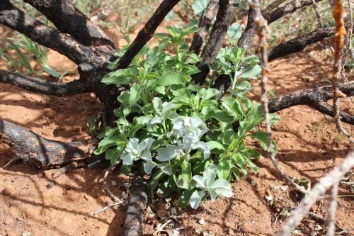 <i>Eremophila rotundifolia</i> breaking into adult foliage, approx 100 days after fire<br /><br />