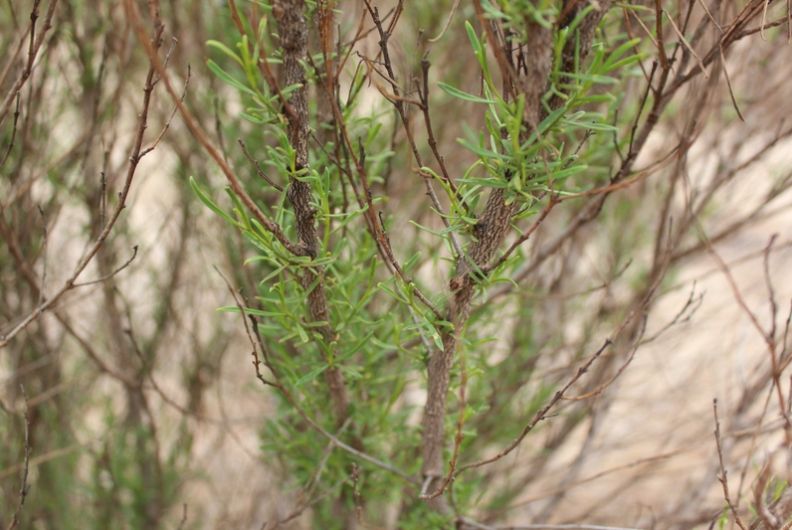 <i>Eremophila aureivisca</i> shooting from canopy post-fire<br /><br />