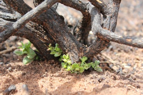 <i>Eremophila dendritica</i> re-shooting, approx 100 days after fire<br /><br />