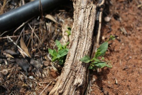 <i>Eremophila rotundifolia</i> juvenile re-growth, approx 30 days after fire<br /><br />