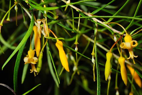 <i>Persoonia nutans</i><br />EPBC Act: Endangered<br />ROTAP: 2ECi-</br></br>