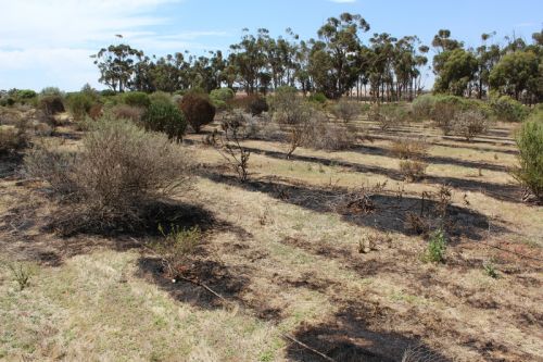 Post-fire; 30m from unburnt area<br /><br />