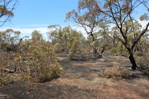 Scrub area, immediately after fire<br /><br />