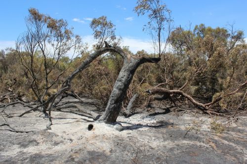 Scrub area, immediately after fire<br /><br />