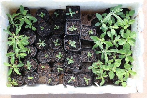 Seedlings in early May<br /><br />