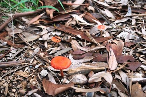 4 – Visiting in winter, we found red toadstools brightening the scene<br /><br />