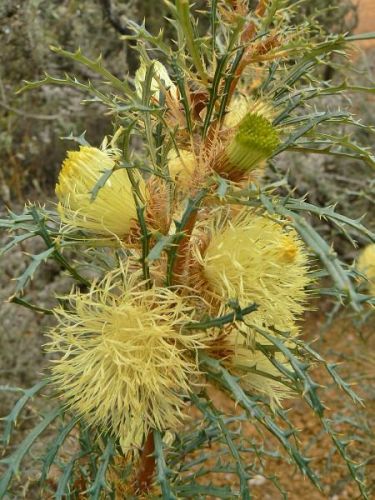 <i>Dryandra acanthopoda</br> (Banksia acanthopoda)</i><h6>Photo: Margaret Pieroni</h6>