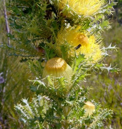 <i>Dryandra anatona</br>(Banksia anatona)</i><h6>Photo: Sarah Barrett DCBA</h6></br></br>