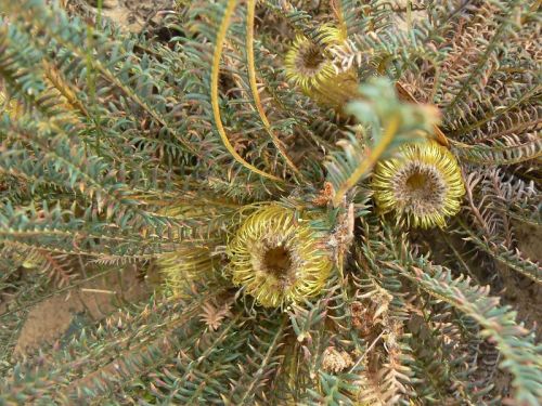 <i>Dryandra arctotidis</br>(Banksia arctotidis)</i><h6>Photo: Margaret Pieroni</h6></br></br>