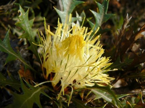 <i>Dryandra armata</i> var. <i>armata</i><br /><i>(Banksia armata var. armata)</i><h6>Photo: Margaret Pieroni</h6></br></br>