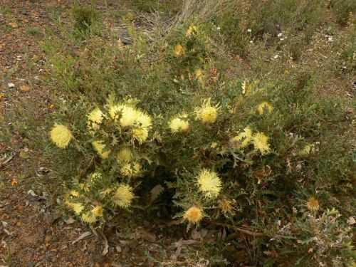 <i>Dryandra armata</i> var. <i>armata</i><br /><i>(Banksia armata var. armata)</i><h6>Photo: Margaret Pieroni</h6></br></br>