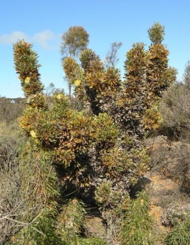 <i>Dryandra armata</i> var. <i>ignicida</i><br /><i>(Banksia armata var. ignicida)</i><h6>Photo: Margaret Pieroni</h6></br></br>