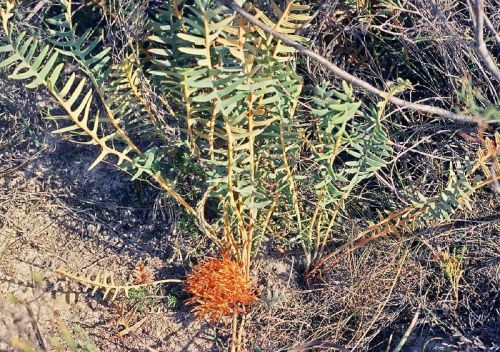 <i>Dryandra aurantia</br>(Banksia aurantia)</i><h6>Photo: Margaret Pieroni</h6></br></br>