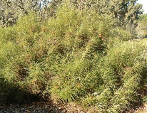 <i>Dryandra baxteri</br>(Banksia biterax)</i><h6>Photo: Margaret Pieroni</h6></br></br>