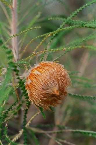 <i>Dryandra baxteri</br>(Banksia biterax)</i></br>Whicher Range form<h6>Photo: Margaret Pieroni</h6></br></br>