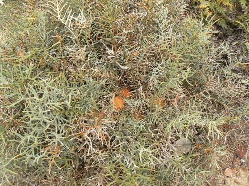 <i>Dryandra pteridifolia</i> subsp. <i>inretita</br>(Banksia pteridifolia</i> subsp. <i>inretita)</i><h6>Photo: Margaret Pieroni</h6></br></br>