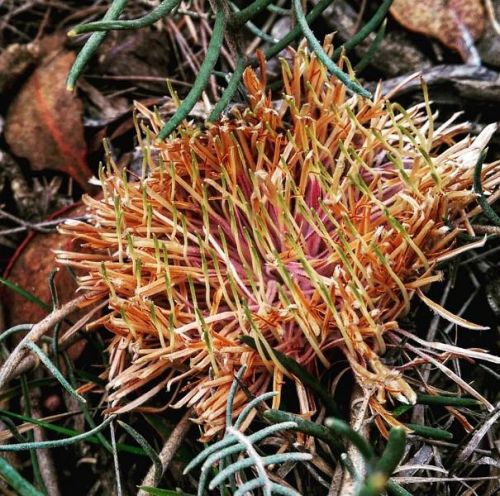 <i>Dryandra pteridifolia</i> subsp. <i>pteridifolia</br>(Banksia pteridifolia</i> subsp. <i>pteridifolia)</i><h6>Photo: Francis Nge</h6></br></br>