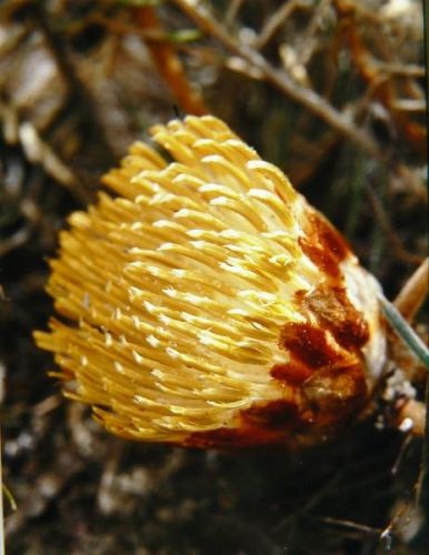 <i>Dryandra pteridifolia</i> subsp. <i>vernalis</br>(Banksia pteridifolia</i> subsp. <i>vernalis)</i><h6>Photo: Margaret Pieroni</h6></br></br>
