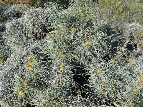 <i>Dryandra pulchella</br>(Banksia bella)</i><h6>Photo: Margaret Pieroni</h6></br></br>