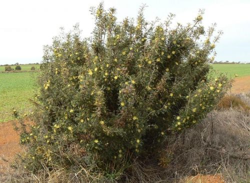 <i>Dryandra purdieana</br>(Banksia purdieana)</i><h6>Photo: Margaret Pieroni</h6></br></br>