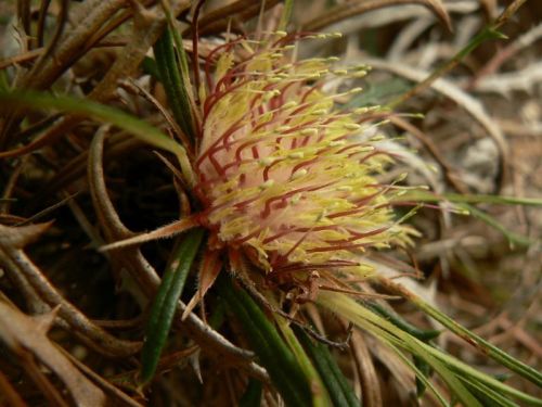 <i>Dryandra rufistylis</br>(Banksia rufistylis)</i><h6>Photo: Margaret Pieroni</h6></br></br>